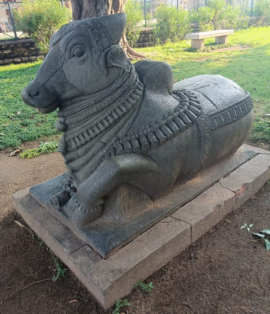 nandi-1